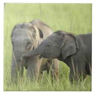 Carreau Jeunes éléphants indiens / asiatiques