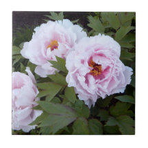 Joli Carrelage Décoratif Peony Rose