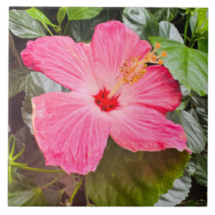 Carreau Joli Hibiscus rose
