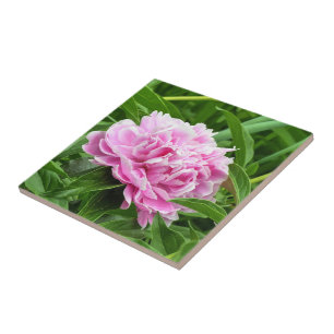 Carreau Joli Peony Rose