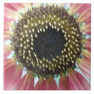 Carreau Joli Tile De Tournesol Rose