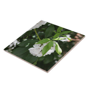 Carreau Jolie étoile de laurier blanc en forme de fleurs