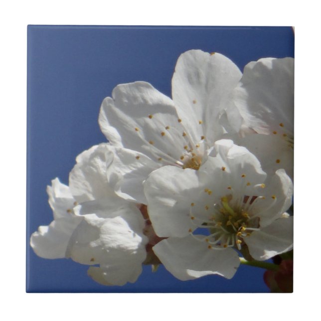 Carreau Jolies fleurs blanches (Devant)