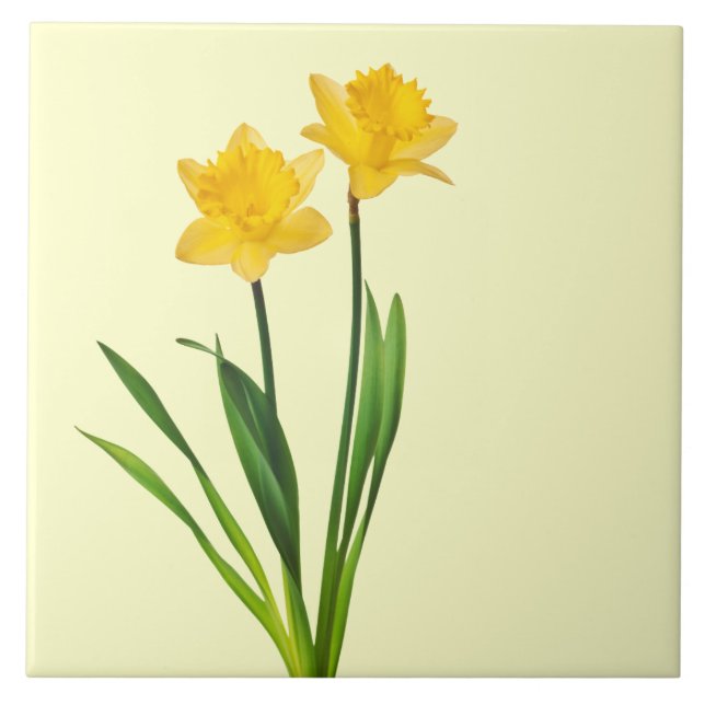 Carreau Jonquilles jaunes de ressort - modèle de jonquille (Devant)