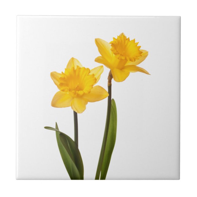 Carreau Jonquilles jaunes sur le blanc - blanc de fleur de (Devant)