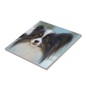 Carreau Jouet Papillon mignonne Chien espagnol à l'quai