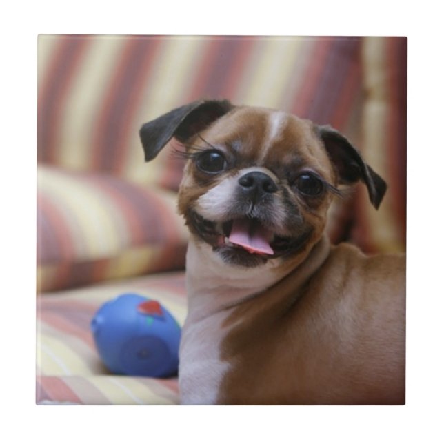 Carreau Joyeux chien avec jouet (Devant)