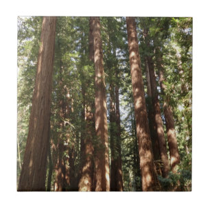 Carreau Jusqu'à Redwoods II au monument national de Muir W