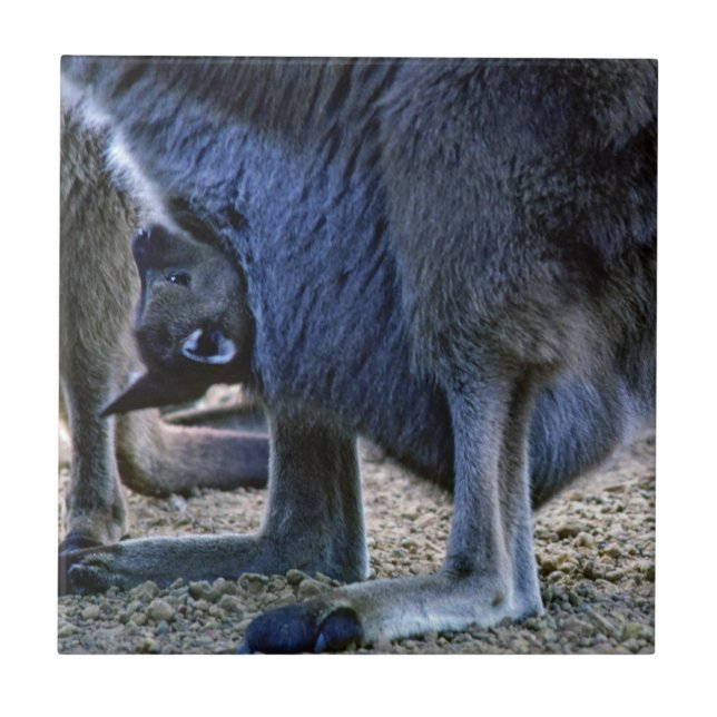 Carreau Kangourou bébé dans la poche de la mère - Australi (Devant)
