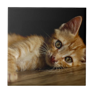Carreau Kitten