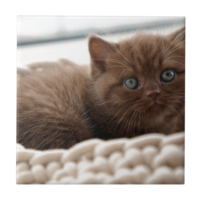 Carreau Kitten (Devant)