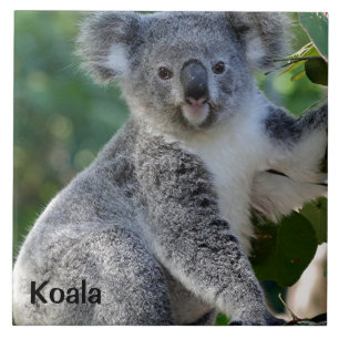 Carreau Koala : Un koala australien mignon