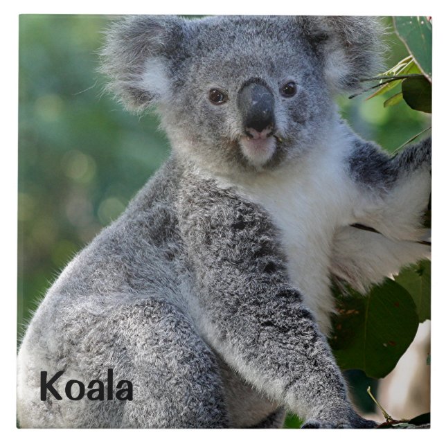 Carreau Koala : Un koala australien mignon (Devant)