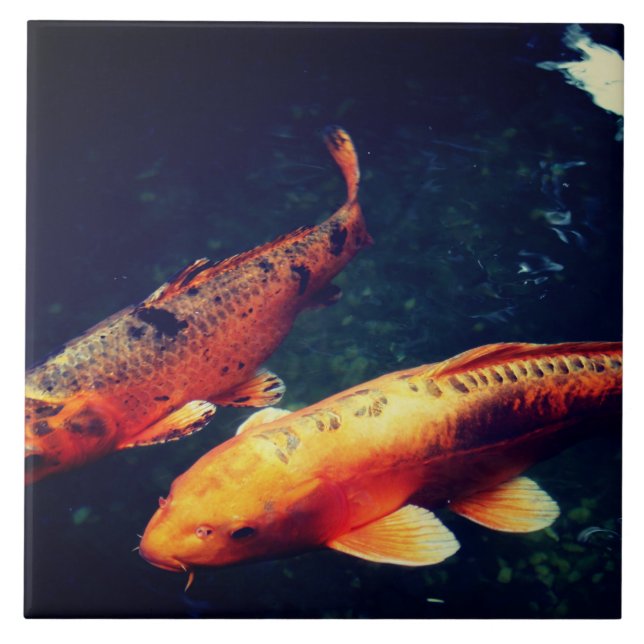 Carreau Koi (Devant)