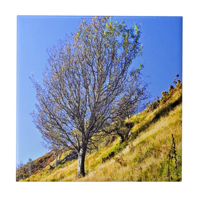 CARREAU L0NE TREE (Devant)