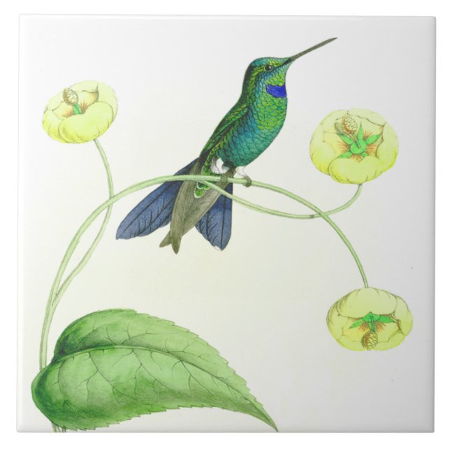Carreau La faune d'oiseaux de colibri fleurit les animaux (Devant)