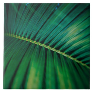 Carreau La Feuille verte Forêt tropicale Nature Photo