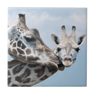 Carreau La girafe embrasse son veau
