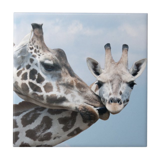 Carreau La girafe embrasse son veau (Devant)