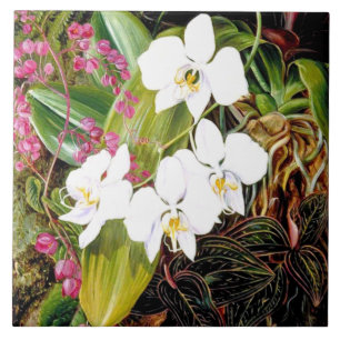 Carreau La Moth Orchid malaisienne et un Cerami américain