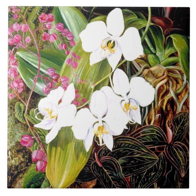 Carreau La Moth Orchid malaisienne et un Cerami américain (Devant)