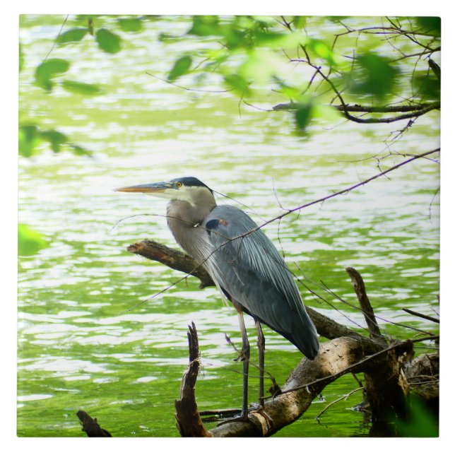 Carreau La nature de la rivière de printemps du Grand Héro (Devant)