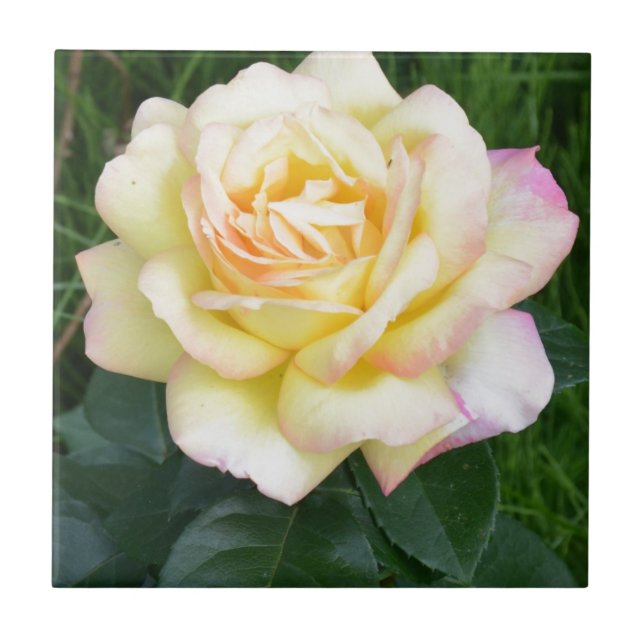 Carreau La paix s'est levée (Devant)