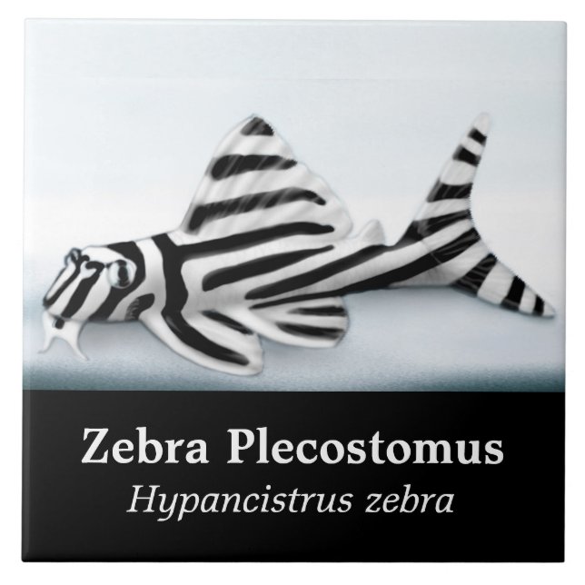 Carreau La tuile de poissons de Plecostomus de zèbre (Devant)