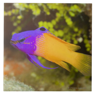 Carreau La vie sous-marine, POISSON :  un Basslet féeriqu