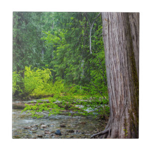 Carreau La zone panoramique des cèdres de Ross Creek