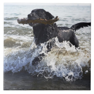 Carreau Labrador retriever noir fonctionnant par le surf,