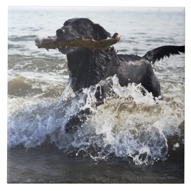 Carreau Labrador retriever noir fonctionnant par le surf, (Devant)