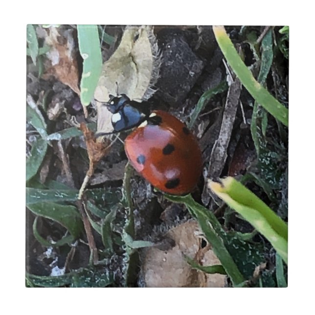 Carreau Lady Bug (Devant)