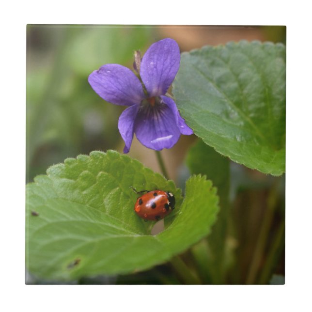 Carreau Ladybug sur les fleurs de violet doux (Devant)