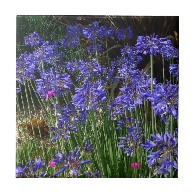 Carreau L'Agapanthus bleu fleurit la tuile (Devant)