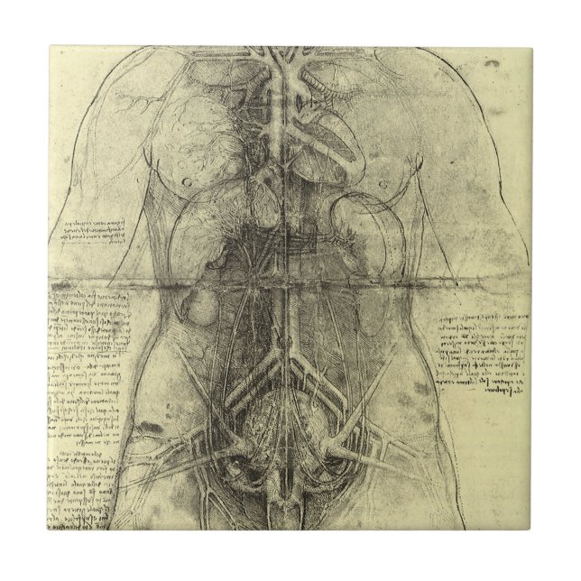 Carreau L'anatomie humaine de Léonard de Vinci, Torse fémi (Devant)