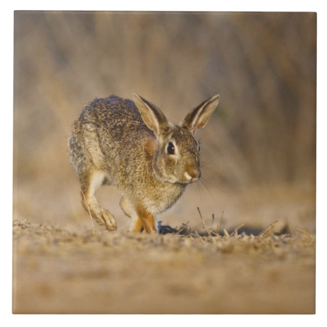 Carreau lapin à queue blanche de l'Est sautant (Devant)