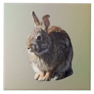 Carreau Lapin assis