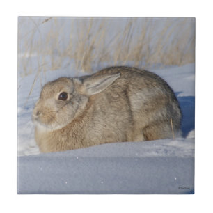 Carreau Lapin Cottontail R5 dans la Neige