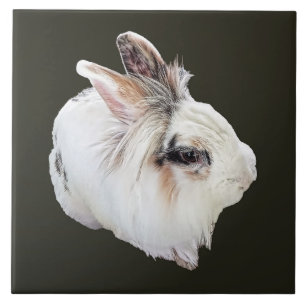 Carreau Lapin Lionhead tricolore