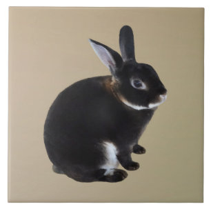 Carreau Lapin Mini Rex Brown foncé et blanc