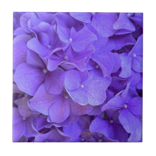 Carreau Lavande lilas violet Hydrangeas violet Fleurs