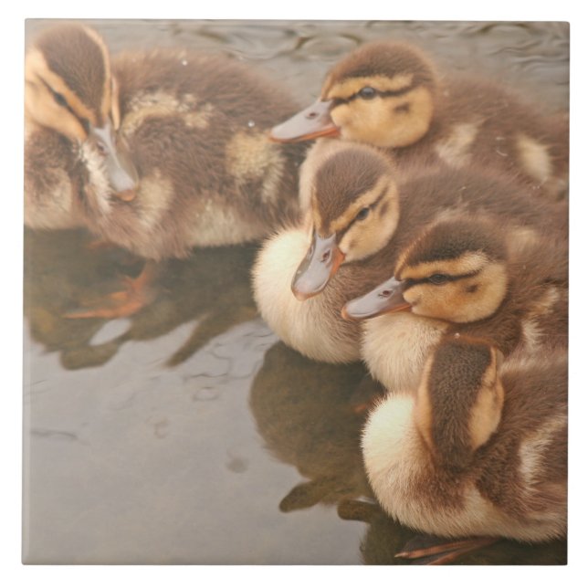 Carreau Le bébé penche la tuile de faune d'oiseaux de (Devant)