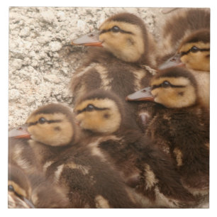 Carreau Le bébé penche la tuile de faune d'oiseaux de