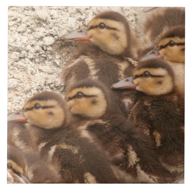Carreau Le bébé penche la tuile de faune d'oiseaux de (Devant)