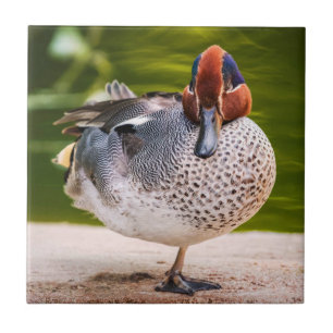 Carreau Le Canard A Une Jambe Vers Le Haut