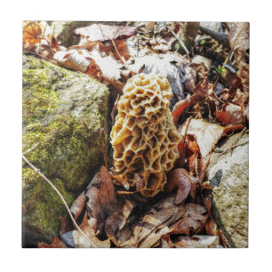 Carreau Le champignon Morel dans la nature