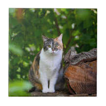 Le Chat  