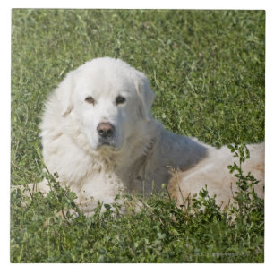 Carreau Le chien de berger de Maremma dans le pâturage