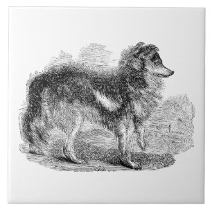 Carreau Le chien de berger vintage de 1800s - chiens de